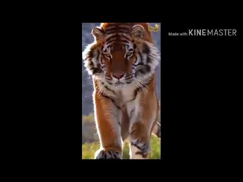 Happy Birthday sadanand patli