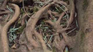 Habib Koite & Bamada - Mali Ba