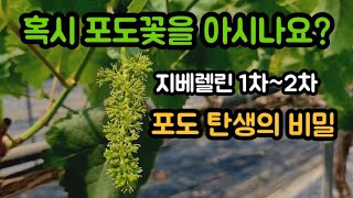#샤인머스켓재배기술 #알솎이 #지베렐린수정지베린마이신