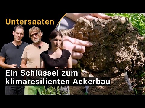 Untersaaten im Getreide – ein Schlüssel zum klimaresilienten Ackerbau (Regenerative Landwirtschaft)