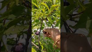 Download lagu Plum Harvest❤️ #terracegarden #fruit #shorts mp3 Download lagu Plum Harvest❤️ #terracegarden #fruit #shorts mp3