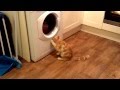 Cats Just Love Washing Machines