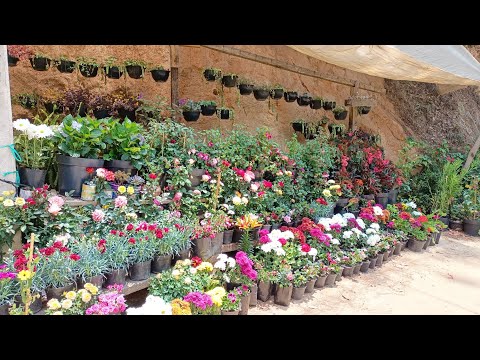 Visitando la sierra de Oaxaca , el vivero más hermoso que mis ojos han visto 🪻🪴🌲