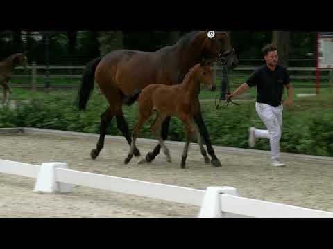 Moens, For Romance II-Rosengold