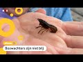 Marmerkreeften bedreigen beschermde dieren