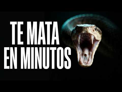Las 5 serpientes más letales del planeta