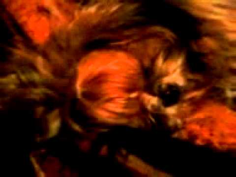 Aylla dorminhoca 13-07-2011