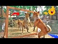 Dogs Mirror Fighting Pranks Videos Very Funny Funny Animal Videos 2023 Clean