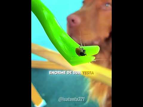 Esse CACHORRO Vivia com Carrapato! 🐶💔