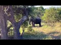 Rhino versus elephants. Funny encounter.