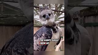 Download lagu This harpy eagle was rescued by kind women and nurtured until it grew up #rescue #eagle mp3
