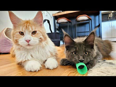 Big Ada vs Little Ash - Who Gets the Toy?