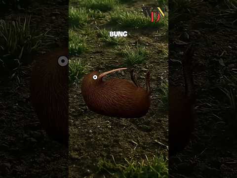 Tại sao sinh ra là một con Kiwi lại tệ đến vậy #shorts