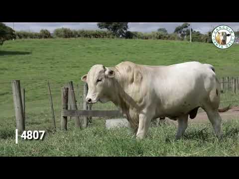 Balcão do Boi - Canchim Canta Galo - 4807