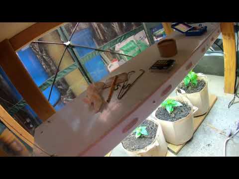 T5 Vs LED Lights for growing plants. Huge difference