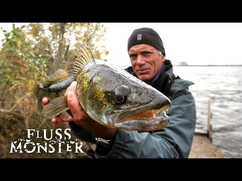 Der Mutantenfisch von Tschernobyl: Atomkiller | S5 E03 | Fluss Monster