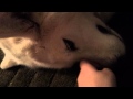 Husky/Akita mix petting