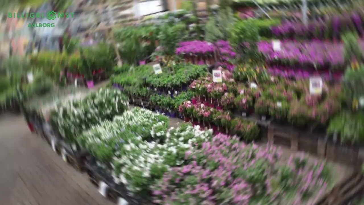 Forhåndsvisning af dronevideo for Billig Blomst A/S i Aalborg