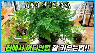 아디안텀 풍성하고 건강하게 키우려면 이 흙으로 키워야해요!!