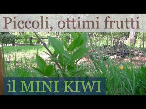 Che pongono adatta con un pene piccolo Mezzi per ridurre la potenza negli uomini