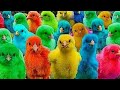 Catch Cute Chickens Colorful Chickens Rainbow Chickens Rabbits Ducks Cute Animals 73