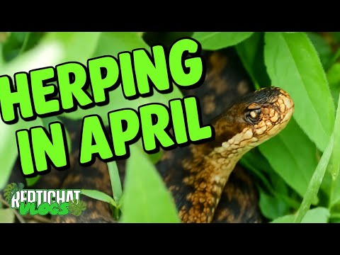 INVASIVE frogs, VENOMOUS snakes and LEGLESS lizards! - UK Herping in April