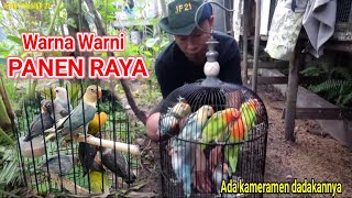 Download lagu PANEN RAYA BURUNG LOVEBIRD mp3 Download lagu PANEN RAYA BURUNG LOVEBIRD mp3
