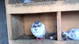 preview picture of video 'Ustad CH Junaid K Lahore Taddi Pigeons VIDEO-00357'