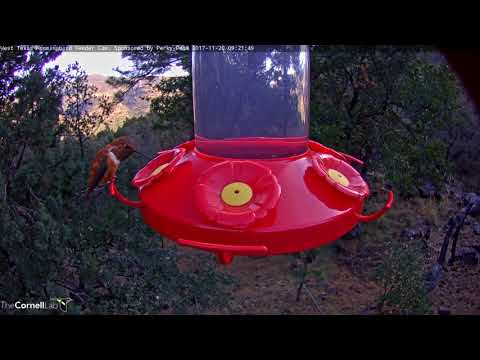 Male Rufous Hummingbird Dips Bill Into Hummingbird Feeder – Nov. 20, 2017