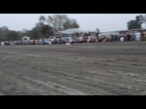 dog race bhinder kalan