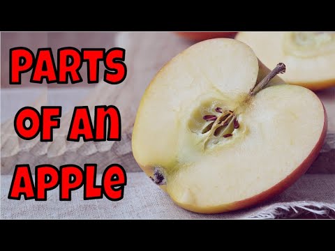 Parts of an Apple Read Aloud | All About Apples