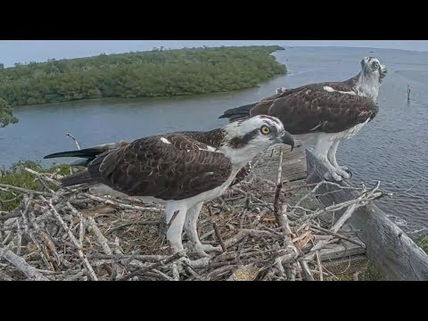 Captiva Osprey Cam | Andy & Lena adjust nest sticks and atempt mating | 11.11.2021