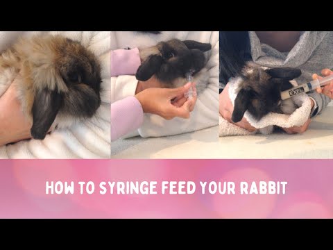 How to Syringe Feed (Difficult) Rabbits
