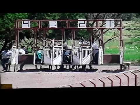 La Mora Coquena De Cuadra 3 Potrillos