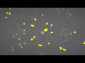 How To Avoid Colora Diseases
