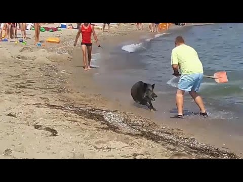 Schönhagen: Wild boar stirs up bathers