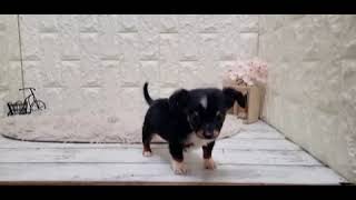 ハーフ犬の動画01