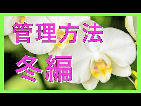 冬に蘭の世話をする方法