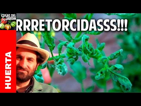 , title : 'Por que se retuercen las hojas de las tomateras? @cosasdeljardin'