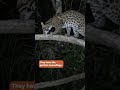 Peter's favorite ocelot fact