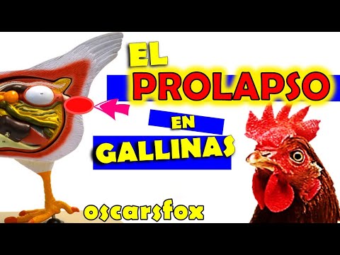 , title : 'PROLAPSO - con la tripa por fuera RAPIDA SOLUCION - prolapso en gallinas'