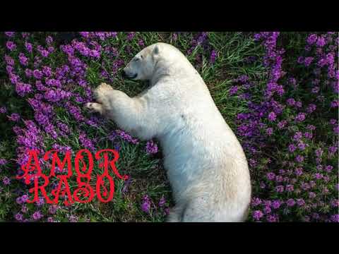 AMOR RASO - Sensação fenomenal