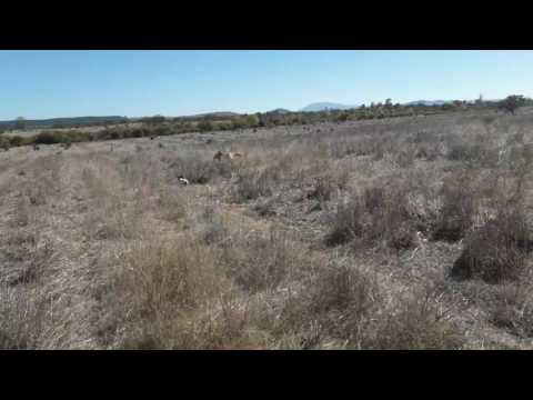 Galgo vs liebre 2017