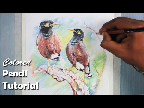 How to Draw Birds with Colored Pencil common myna indian myna