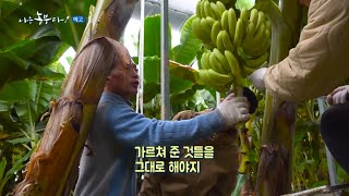 [예고_183회] 진도의 랜드마크가 되기 위해! '바나나 형제'