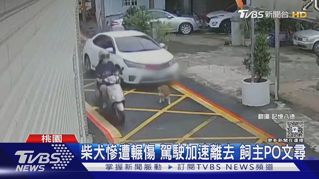 柴犬遭汽車撞擊腦震盪 駕駛疑加速離開 飼主心痛:怎可能沒感覺
