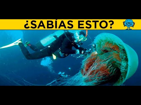 10 cosas que no sabías de las medusas