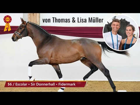 Hengst von Thomas & Lisa Müller 😍 | Escolar x Sir Donnerhall | DSP Hengsttage in München