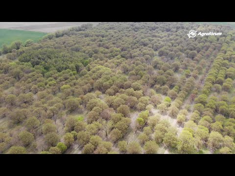 a flagelláris paraziták kezelése)