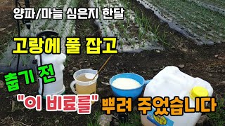 10월에 심은 양파마늘쪽파 심은지 한달 고랑에 천연제초제로 풀잡고 날이 따듯해 "이비료"를 추비로 뿌려주었습…